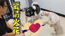 解救的拉布拉多和二哈擦出爱情火花，二哈馋得口水横流，好搞笑