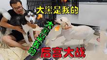 拉布拉多抢走二哈主人，二哈气急败坏骂骂咧咧，后宫大战一触即发