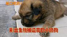 小奶狗刚出生就被遗弃，幸得邻居的帮忙，最后成功被小伙带回家