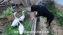 带黑豹跟农村大黄比气质，说出来你可能不信，黑豹差点被大鹅揍了