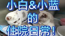 【RHR上海领养之家】小蓝与小白の住院日常&领养后续