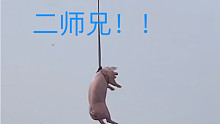 二师兄怎么会飞了！