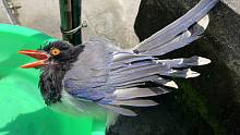 晚上抓虫子给鸟加餐，红嘴蓝鹊秒杀纺织娘