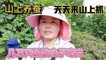 东北山上养蚕，被虫子吃掉几万只，每天去山上抓虫也防不住