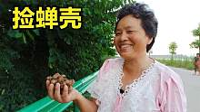 农村大妈黄昏遛弯捡知了壳，一会就捡一大捧，1斤卖多少钱？