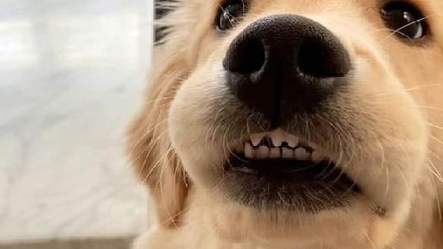 小金毛戴上矫正牙套,画风变得萌萌哒!