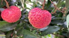 这荔枝的颜色鲜红漂亮，有多少人吃过？