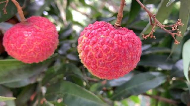 这荔枝的颜色鲜红漂亮,有多少人吃过?