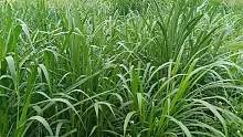 客户种的甜象草，高产牧草主要有皇竹草，甜象草，巨菌草