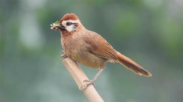 这只土画眉真有意思,含一嘴虫子不去喂幼鸟,站在那打瞌睡