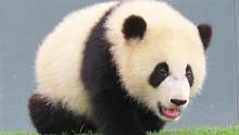 不想独自卖萌的熊猫宝宝追着奶妈跑，只求奶妈陪自己玩，好可爱