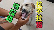 狗狗第一次喝酸奶狼吞虎咽吃得满脸都是，拉布拉多上辈子肯定是猪