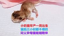 母猫早产生下独苗奶猫后不管不喂奶，同父异母猫姐担心陪伴小奶猫