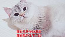 猫女儿怀孕还未生，猫妈却意外生下早产儿，骨瘦如柴，尽力救活它