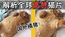 解析全球高赞猫片：被国外橘猪吓到了！教你一眼判断猫的体重~