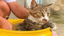 猫：长这么大，第1次体验“木桶浴”！