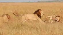 2头黑鬃狮王 vs 2头金鬃雄狮，非洲草原顶级大猫之战