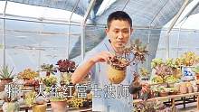 把徒长的红富士法师多肉拼一起，期待秋天爆盆，看看怎么上盆！