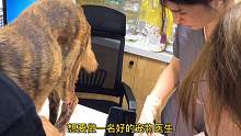 这种情景你可能是头一回见，给狗狗打针也得连哄带骗的