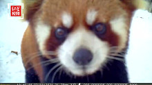 可爱化了！峨眉山金顶小熊猫怼脸拍
