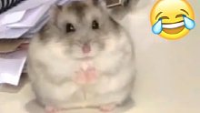 小仓鼠。。。嘿嘿嘿。。。