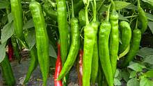 辣椒高产的秘诀，只需喷洒一种“小东西”，一棵顶十棵吃不完