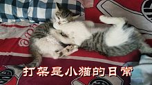 两个小萌宠每天的日常就是打闹！
