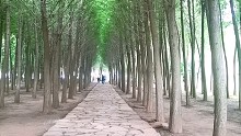 昆明的小森林