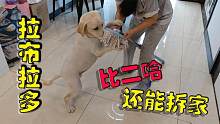 拉布拉多比二哈还二哈，直接把主人的拖把拆报废，女主直呼好崩溃