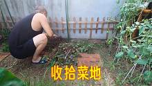 一楼小菜地，收一批红叶苋菜，黄瓜全拔掉，整地准备种萝卜！