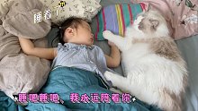 布偶猫天生的带娃神猫，哄睡宝宝后还贴身守护