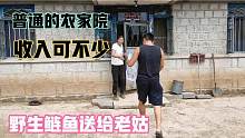 钓到五斤野生鲢鱼送给老姑来尝尝，这普通的农家院，收入可不少