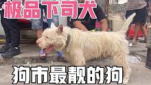 “缉毒犬”最开始考虑的唯一中国犬种“下司犬”只可惜数量太少了