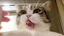 【短腿猫】一只小猫咪吃饭吃出了猪叫～