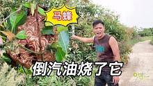 小何担心马蜂伤路人，拿来汽油一把火下去，还可以美餐一顿 真香
