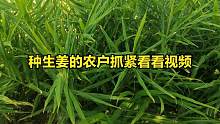 生姜结姜期丢入一点“它”？生姜高产又饱满，1棵抵10棵产量