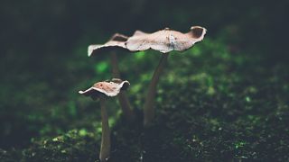 森林里治愈系小蘑菇，就是不能吃