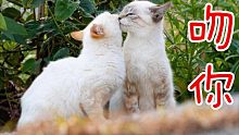 #猫咪高质量接吻#猫咪有爱的日常。我愿称之为最有氛围感的亲亲，看得我已经脑补出一部偶像剧了