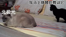【光与夜之恋】假如萧逸是只猫