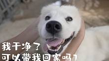 我干净了，可以带我回家吗？| 你的一个转发狗狗多一个领养机会