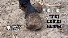 像半个蜗牛的驴蹄子修起来夹刀，马会不会疼？不会的！因为这是驴