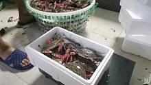 开海，青岛人多喜欢吃螃蟹？500斤肥蟹，还没到家，在路上就卖完