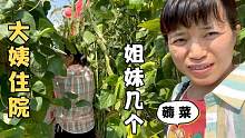 大姨生病，老妈赶紧回娘家，去大姨菜园摘菜，连香瓜西瓜都不放过