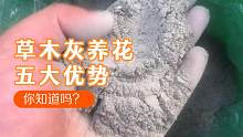 原来碱性的草木灰养花还有这么多的好处，你知道都是什么优势吗？