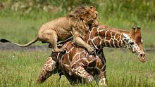 金鬃狮王猎杀长颈鹿