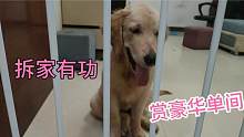 四个月的金毛拆家有功，主人赏豪华单间，为啥狗狗还愁眉苦脸？