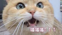 大家帮我听听，绝育猫咪叫声有变化吗?