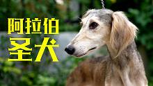 艺术家宠儿萨路基猎犬，气质拿捏得死死的