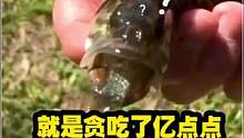 就是贪吃了亿点点#dou是钓鱼人 
