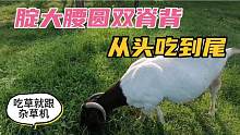养羊就得养吃口好的羊，从头吃到尾，吃草就像杂草机。
